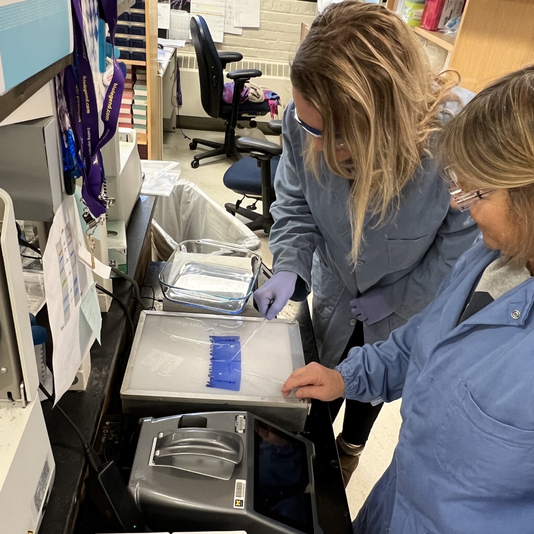 lab procedure involving a gel, most likely preparing or staining an electrophoresis gel