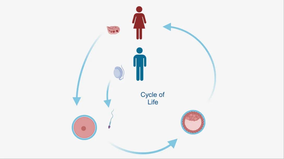 Cycle of life with reproductive parts