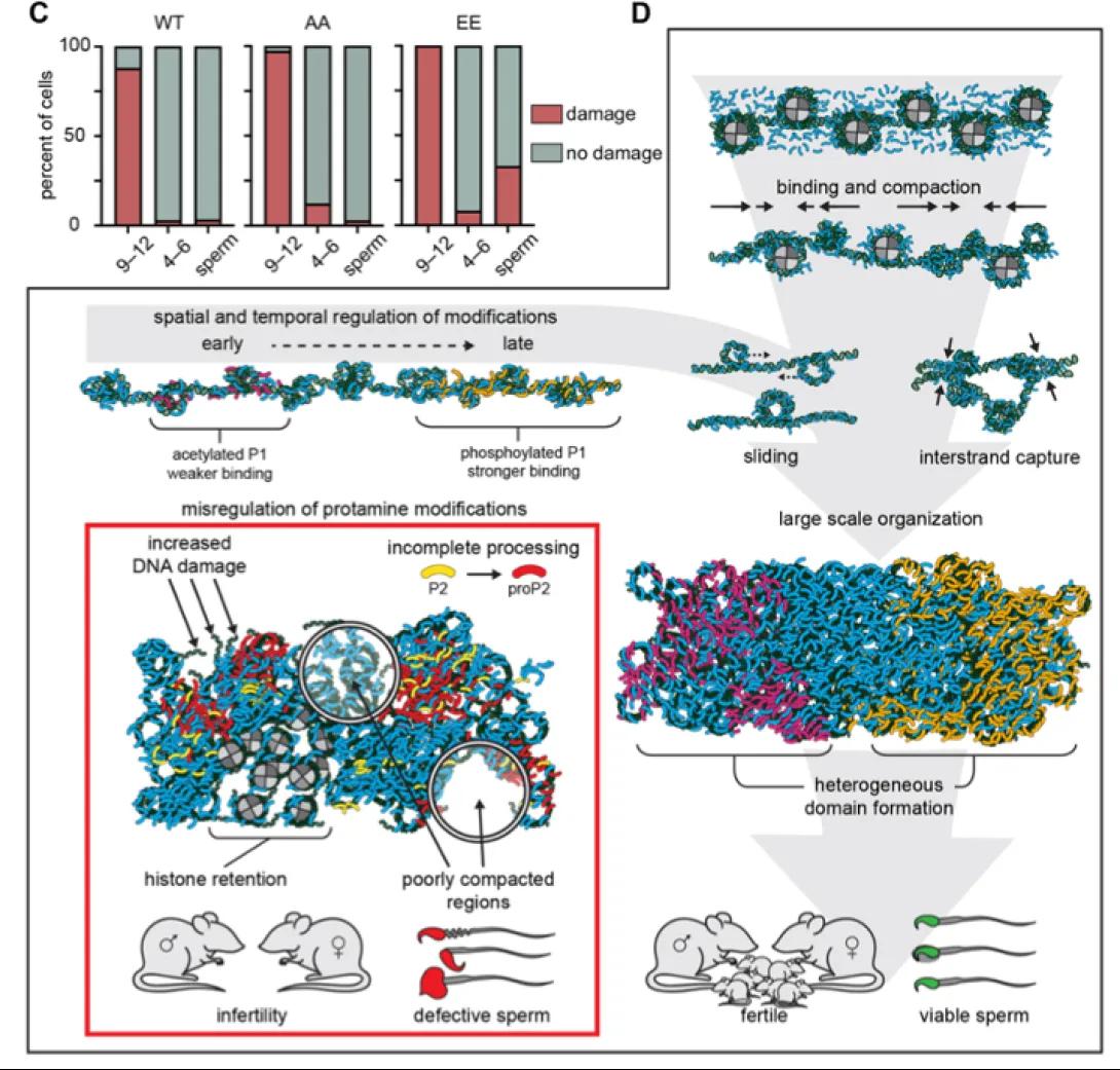 scientific figure from publication