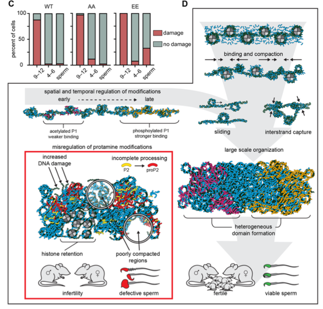 scientific figure from publication