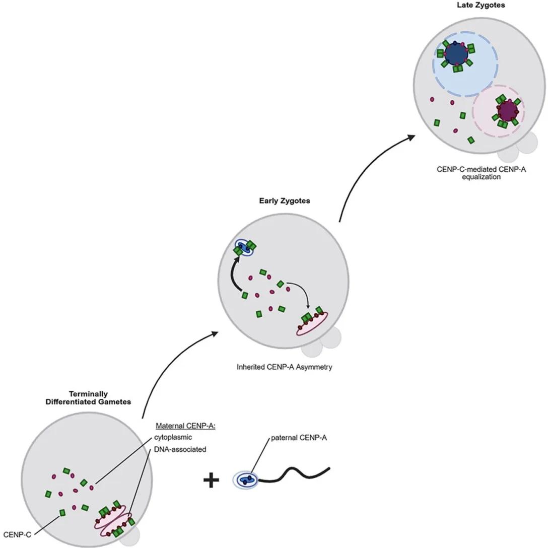 scientific figure from publication