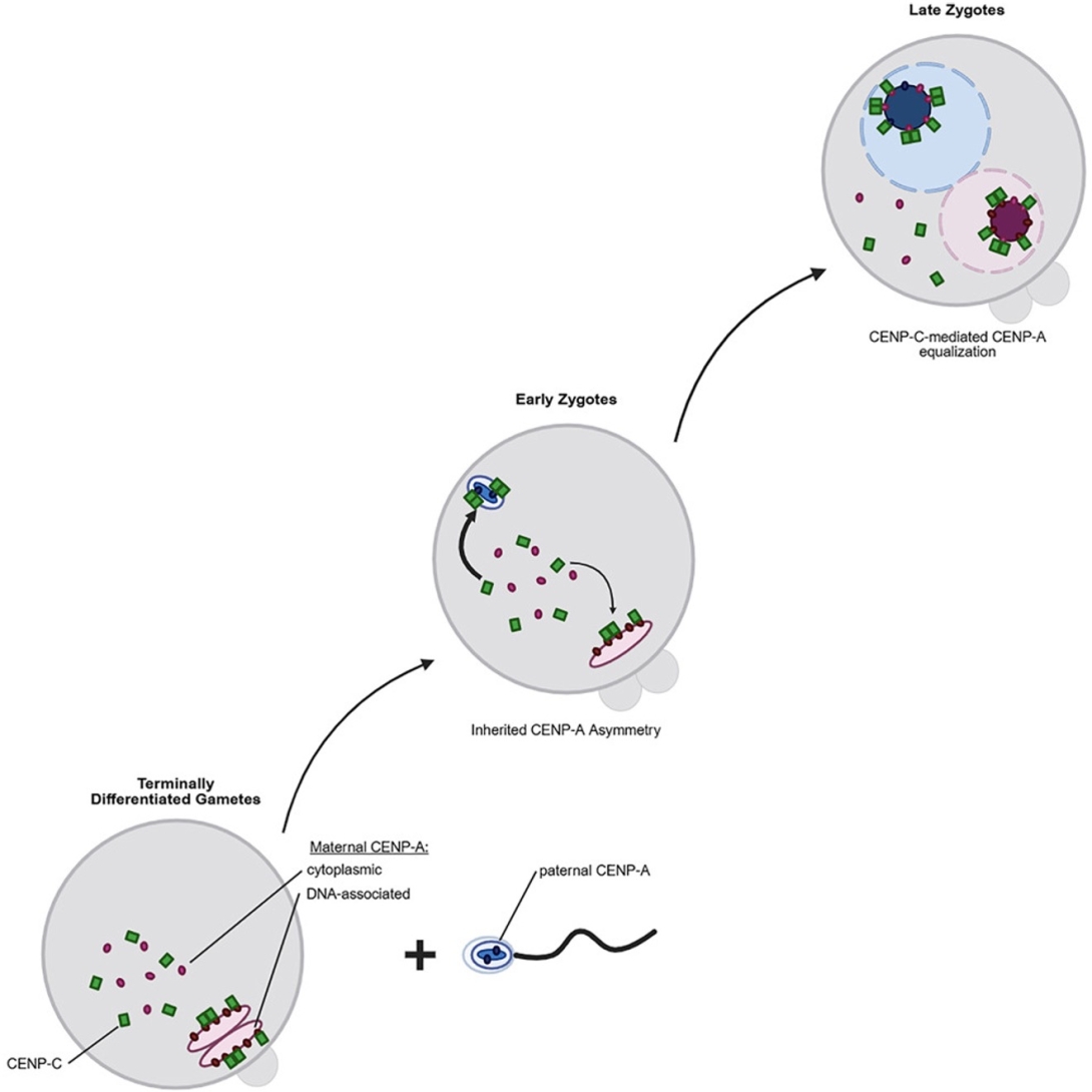 scientific figure from publication