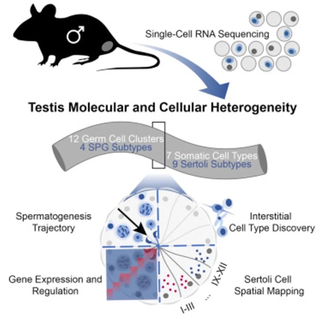 scientific figure from publication