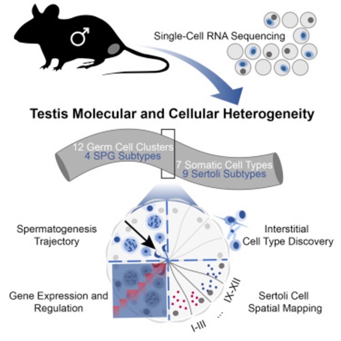 scientific figure from publication