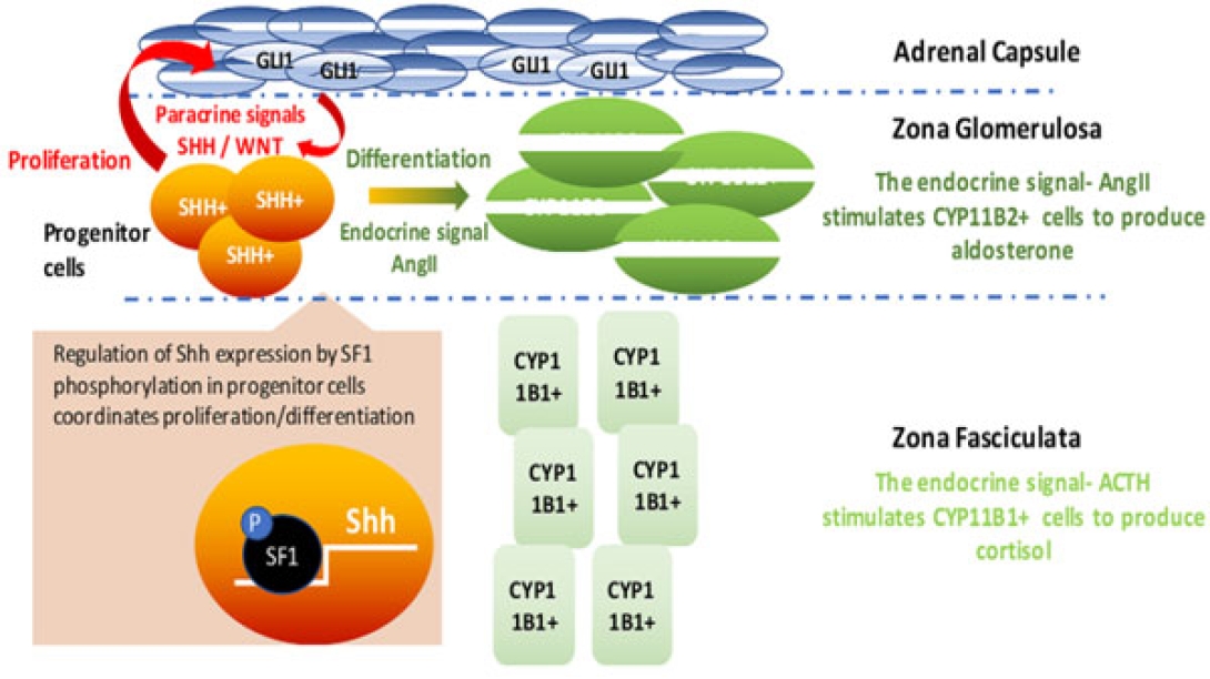 Yulan Chu Research Adrenal Development and Homeostasis
