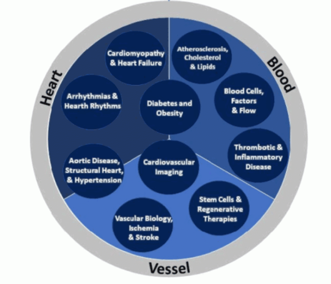 Circle infographic with Heart, Blood and Vessel thirds of the pie