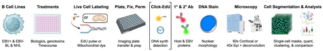 diagram of experimental workflow for systematic single-cell analysis across B cell models for EBV lytic infection