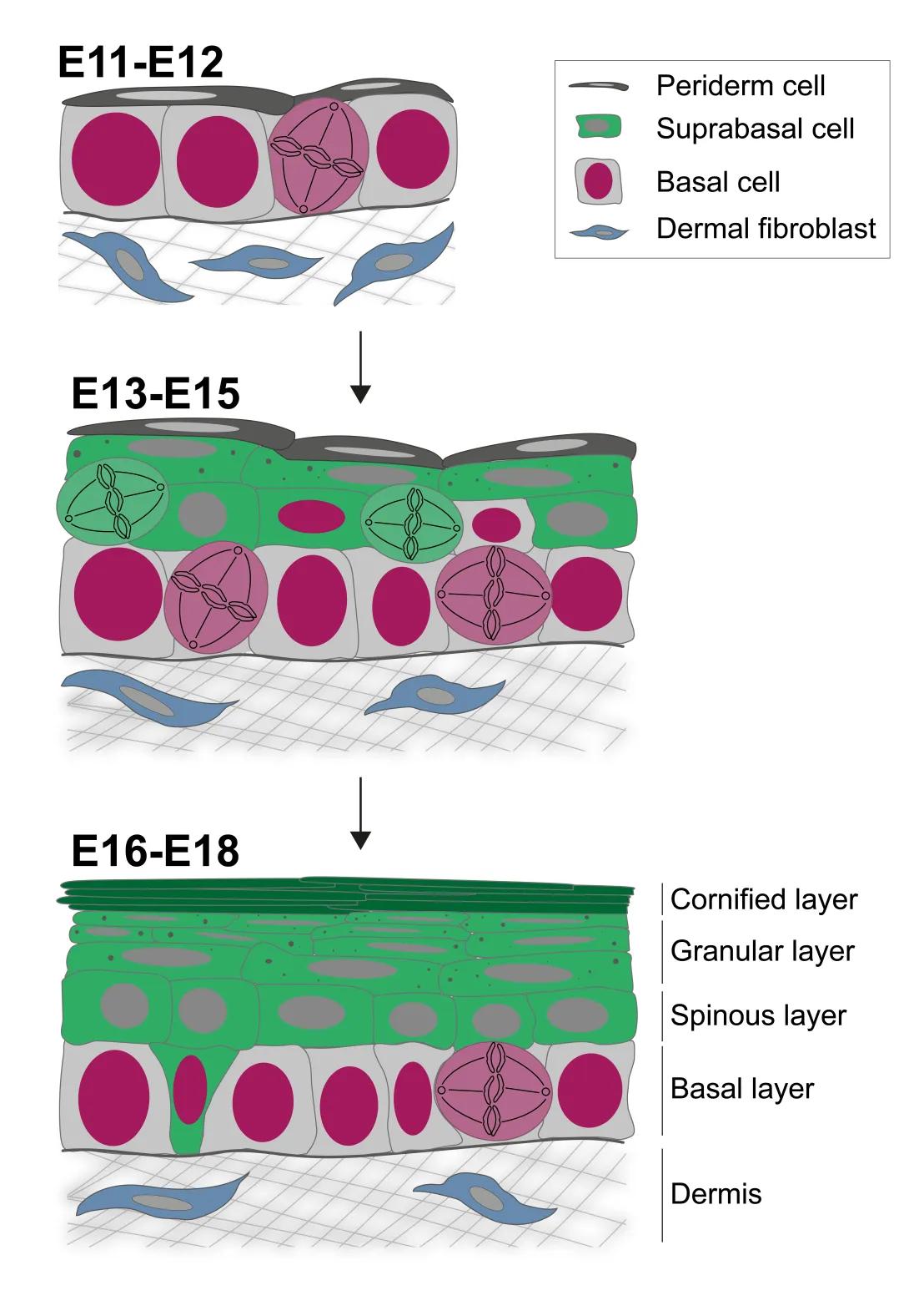 Epidermal development