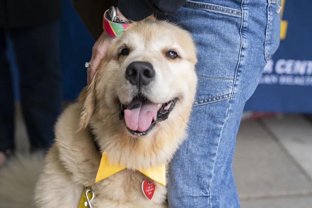 dog wearing a scarf