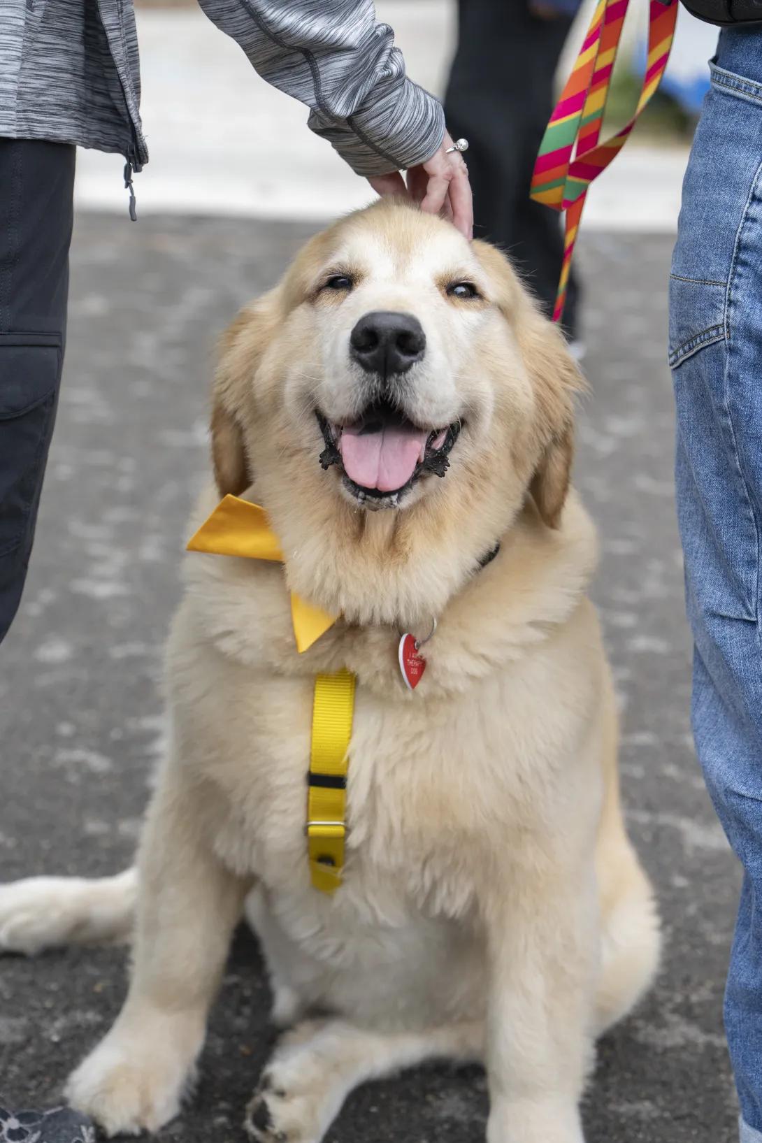 dog wearing a scarf