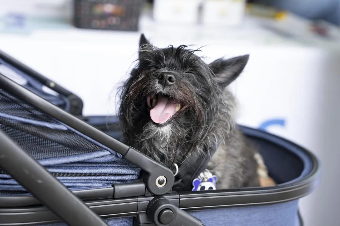 small dog in a stroller