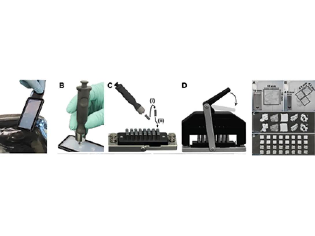 Singular TissueStamp Sample Preparation Workflow