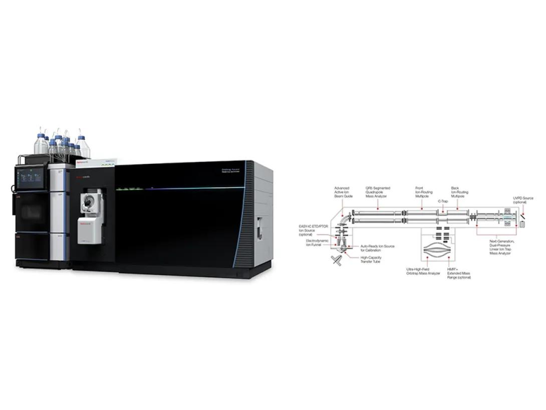 Orbitrap Ascend Tribrid mass spectrometer