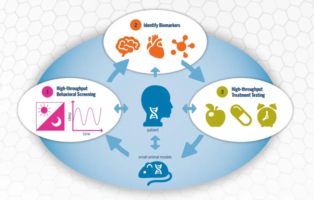 Diagram of a precision medicine pipeline linking patients with small animal models through three stages: high-throughput behavioral screening of sleep and activity, identification of brain, heart and molecular biomarkers, and high-throughput testing of dietary, drug and time-based treatments.